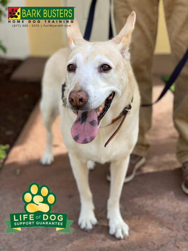 #shepherdlabmix #labmix #shepherdmix