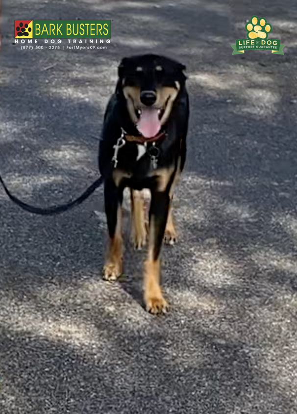 #cattledogmix #shepherdmix #gateway #fortmyers