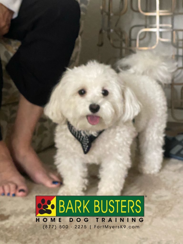 #maltese #dogsofbarkbusters #speakdogchangeyourlife