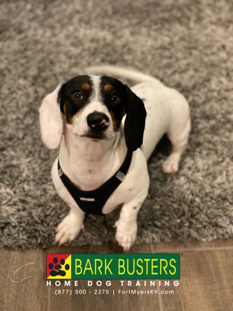 #muniaturedachshund #separationanxiety #speakdogchangeyourlife