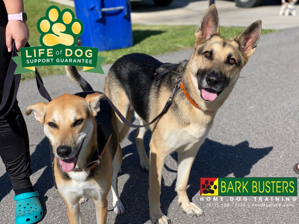 #potcake #germanshepherd #gsd #fortmyers #fortmyersk9 #speakdogchangeyourlife #dogsofbarkbusters @fortmyersk9