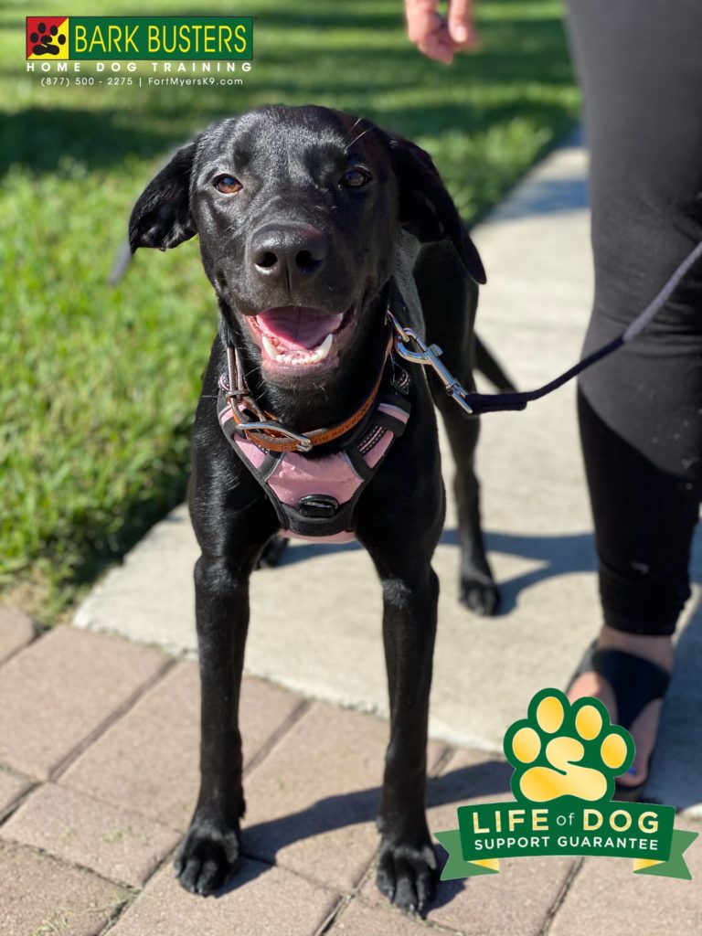 #speakdogchangeyourlife #esteroflorida #fortmyersk9 @fortmyersk9 #americanlabrador