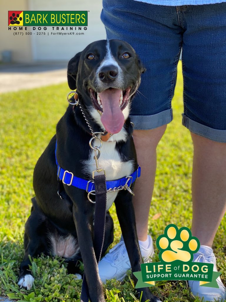 #looseleashwalking #noprongnoshocknochoke #speakdogchangeyourlife #fortmyers #fortmyersk9 @fortmyersk9 #dogsofbarkbusters #labmix #bordercolliemix