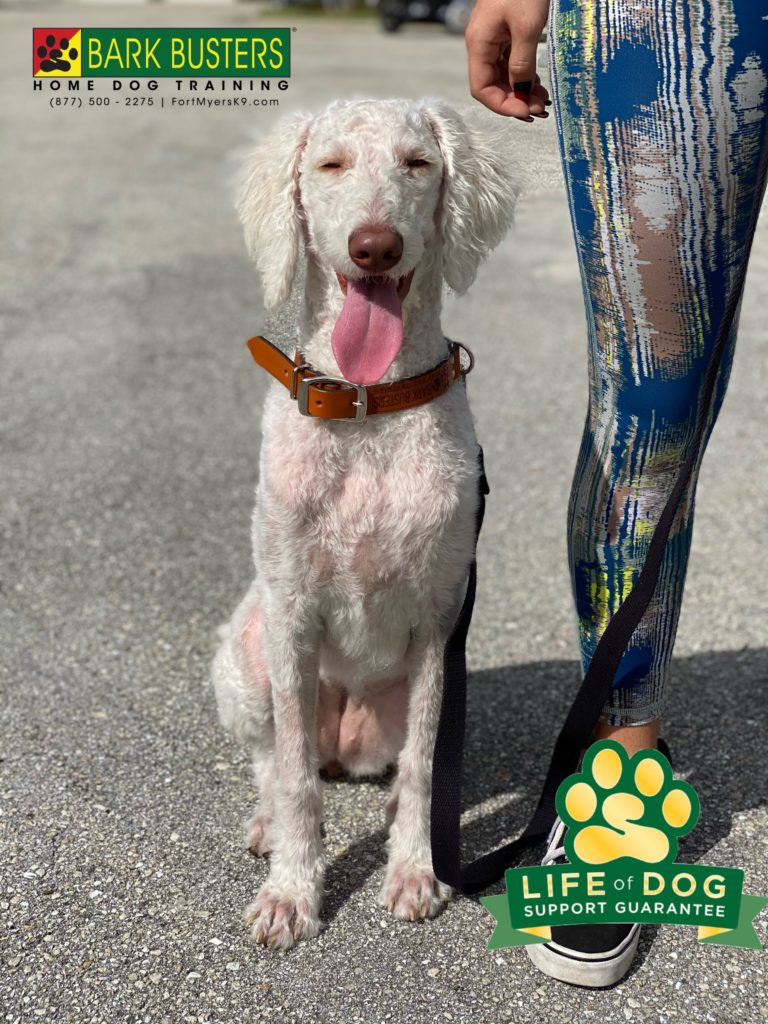 #groodle #speakdogchangeyourlife #marabellaoncypress #marabella #fortmyers #fortmyersk9 @fortmyersk9