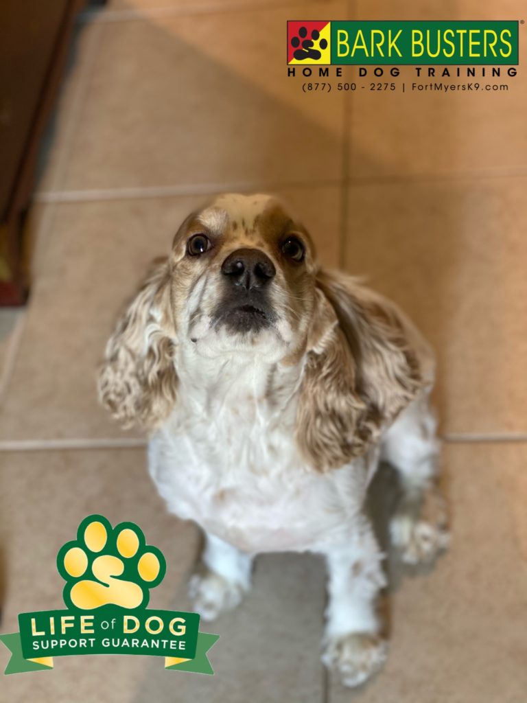 #cockerspaniel #capecoral #fortmyersk9 #dogsofbarkbusters #speakdogchangeyourlife @fortmyersk9
