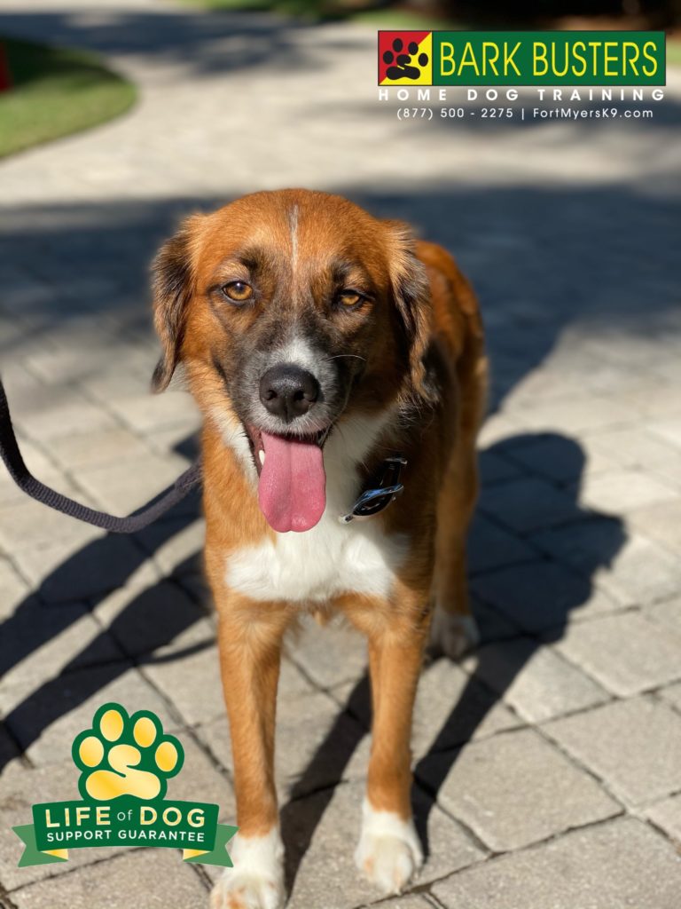 #boxermix #retrievermix #captiva #speakdogchangeyourlife @fortmyersk9 fortmyersk9.com