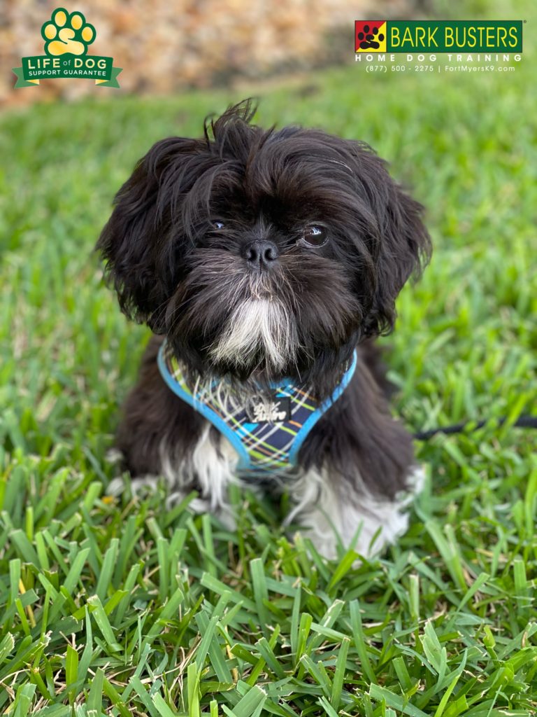 #shihtzu #dogsofbarkbusters #fortmyersbeach #speakdogchangeyourlife
