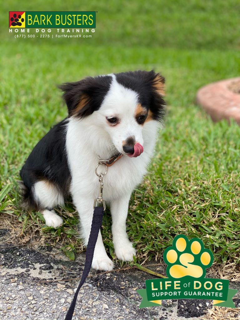 #toyaustralianshepherd #fortmyersk9