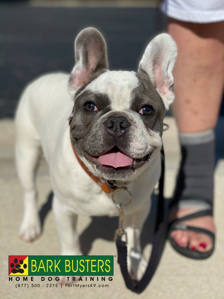 #frenchbulldog #speakdogchangeyourlife @fortmyersk9