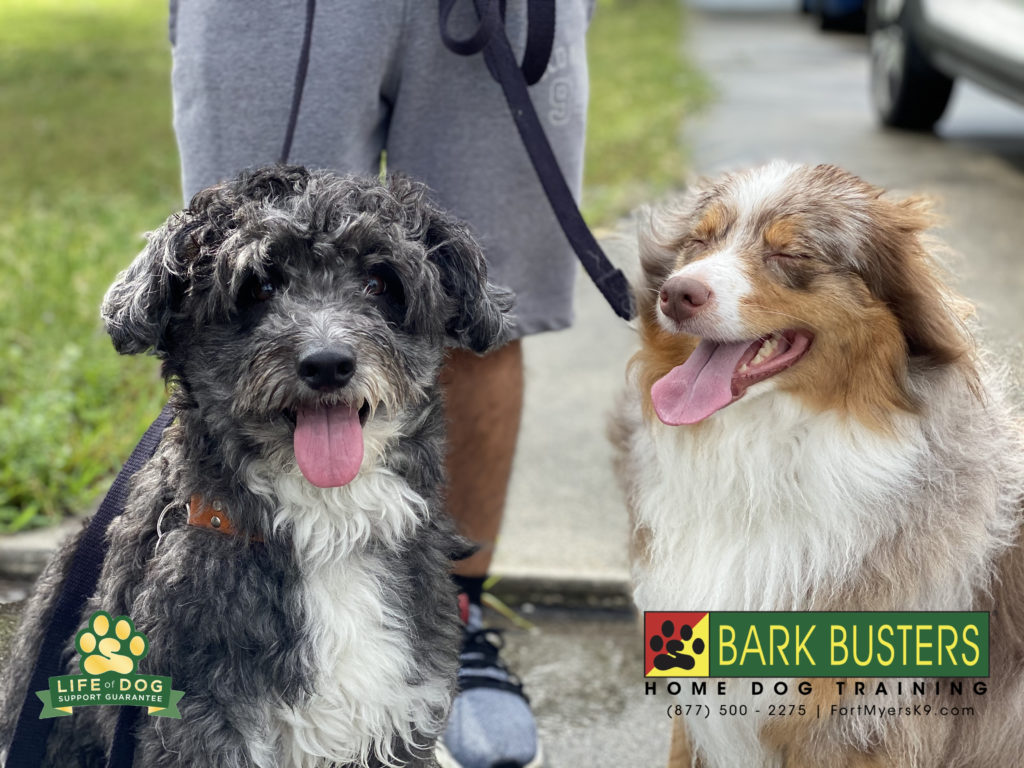 #australianshepherd #aussiedoodle #lehighacres #speakdogchangeyourlife #fortmyersk9 @fortmyersk9