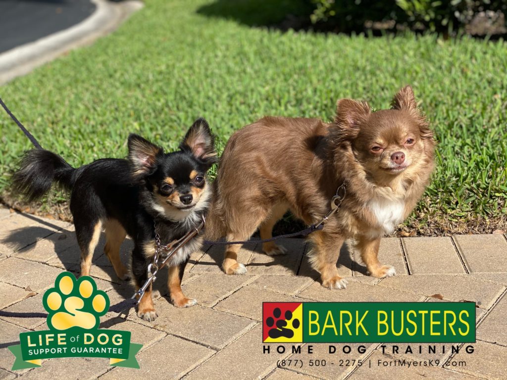 #longhairedchihuahua #chihuahua #speakdogchangeyourlife #pelicanlanding #estero #fortmyers #fortmyersk9 @fortmyersk9