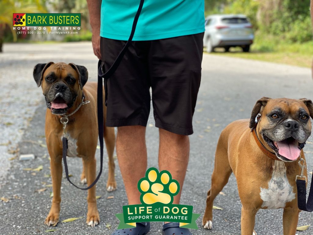Bubba and Daisy #boxer dogs and #siblings needed to be “less exuberant “ greeting people and walking on leash. No worries! #speakdogchangeyourlife #sanibelisland #fortmyersk9 @fortmyersk9 fortmyersk9.com
