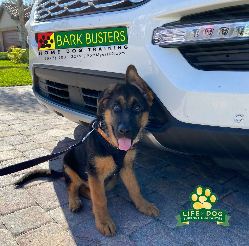 Luna, a 4-month-old #gsd #germanshepherd needed a little break after learning to walk better. #speakdogchangeyourlife #fortmyers #fortmyersk9 @fortmyersk9