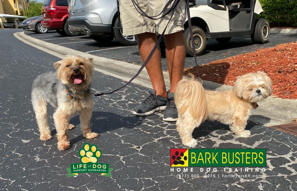 Molly #yorkshireterrier #yorkie and Riley #shihtzu had a great lesson today. They immediately stopped barking when the doorbell rang and showed great improvement when on a walk. #pelicanpreserve #fortmyers #fortmyersk9 #speakdogchangeyourlife @fortmyersk9 fortmyersk9.com