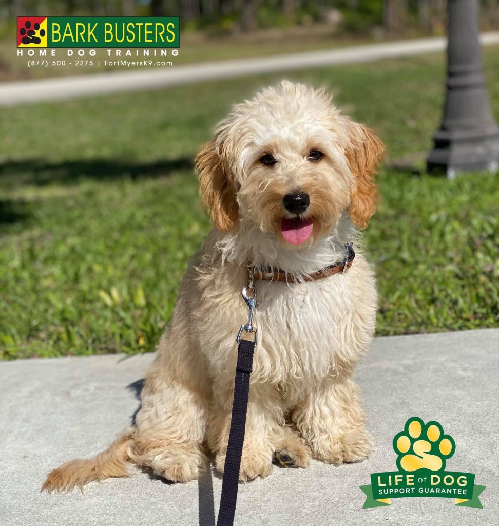 Journey the #minigroodle was a total #rockstar today! She and her moms #crushedit ! #speakdogchangeyourlife #lehighacres #fortmyersk9 @fortmyersk9