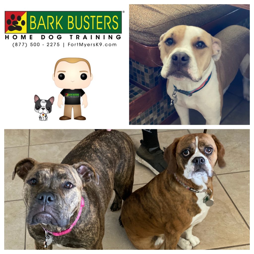 Chip #pibble Stella #pibble and Maggie #pugglebulldog had a bit of everything going on. #siblingrivalry #resourceguarding #aggression #barking but one, 2-hour lesson sorted it all out. #speakdogchangeyourlife #capecoral #fortmyersk9 @fortmyersk9 fortmyersk9.com