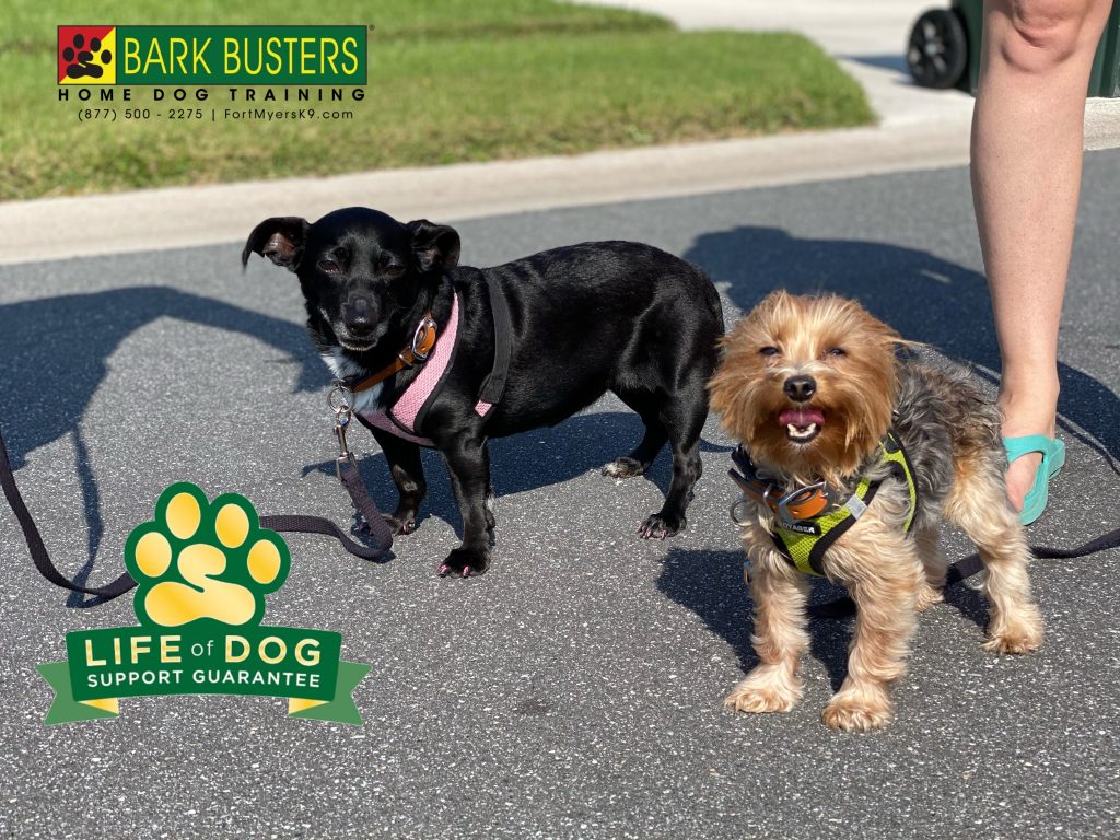Tessie #chiweenie and Mookie #yorkie #speakdogchangeyourlife #fortmyers #fortmyersk9 @fortmyersk9 fortmyersk9.com
