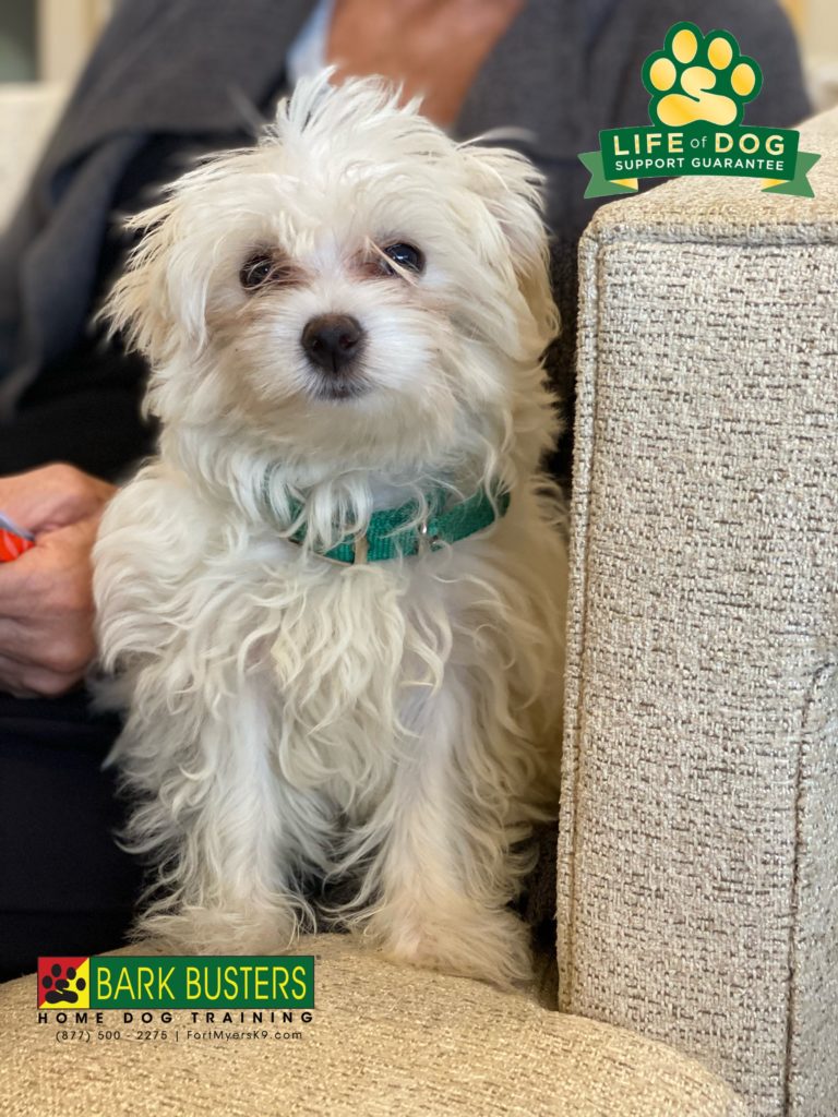 Lulu a 4-month-old #maltese is off to a great start. Learning to be calm and not nipping her mom. #fiddlesticks #fortmyers #fortmyersk9 #speakdogchangeyourlife @fortmyersk9 fortmyersk9.com