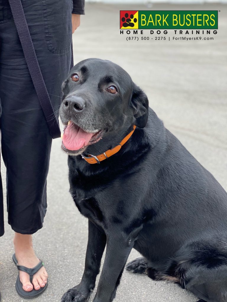 King #labradorretriever was a royal pain but was overthrown and the usurpers are now in charge and King is retired and more relaxed. #speakdogchangeyourlife #fortmyersk9 @fortmyersk9 fortmyersk9.com