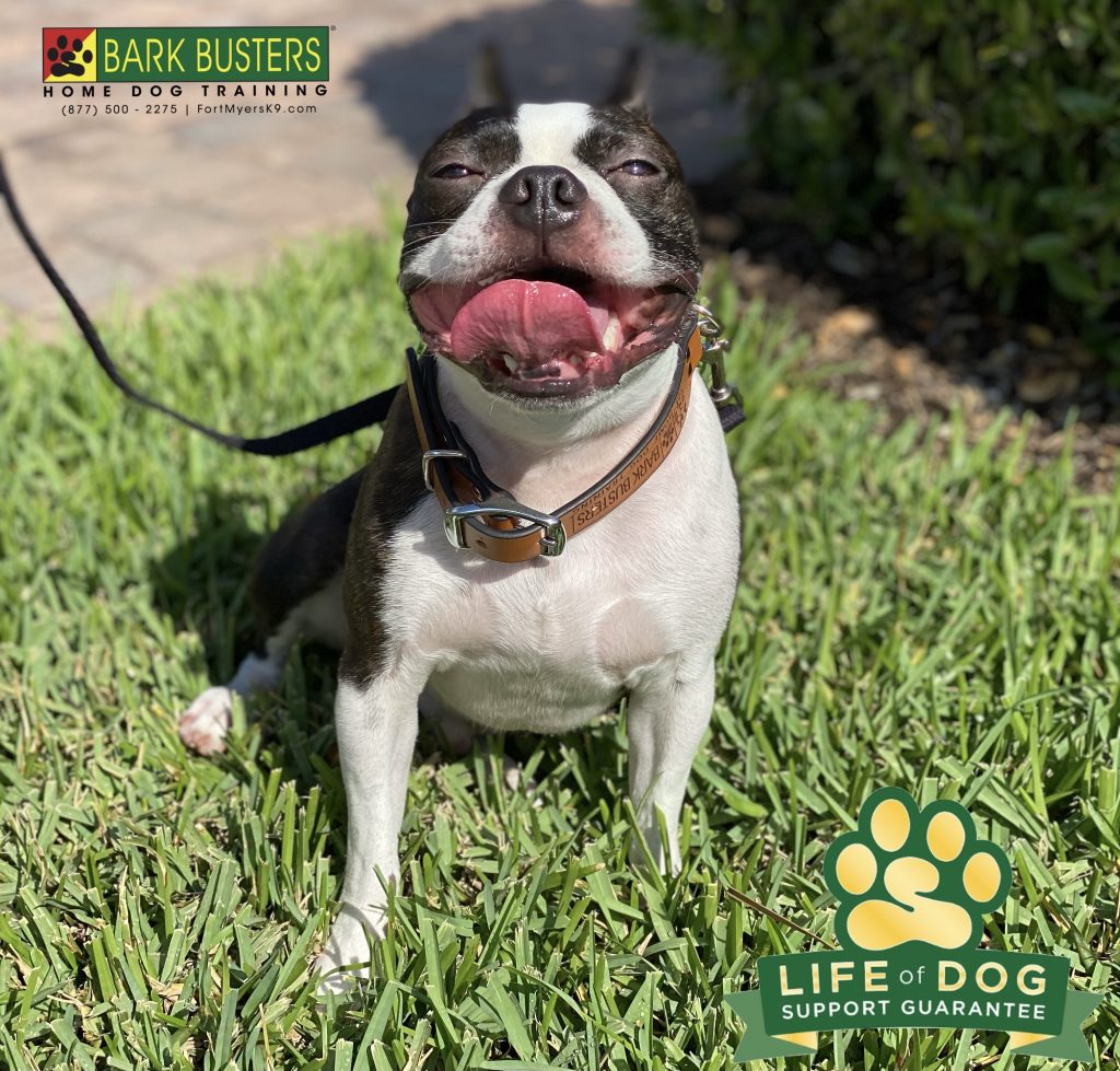 Levi #bostonterrier retired from guard duty today. We worked on being calm when the doorbell rings and walking on a loose leash. #speakdogchangeyourlife #capecoral #fortmyersk9 @fortmyersk9 fortmyersk9.com