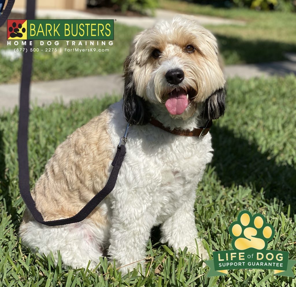 Stella the #springerdoodle needed some help with #barking #jumping #pullingonleash and exuberance with people. Well, not anymore. #speakdogchangeyourlife #heritagepalmscountryclub #fortmyersk9 @fortmyersk9 fortmyersk9.com