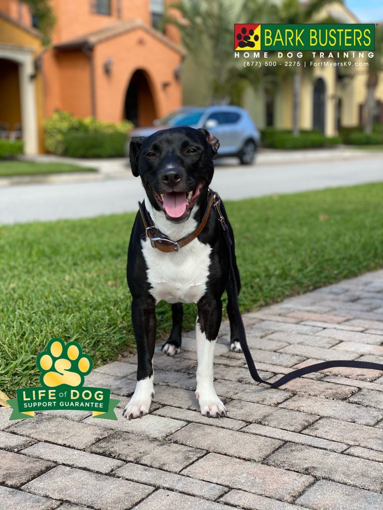 Malcolm the #labmix was a total and complete rock star today. #speakdogchangeyourlife #paseo #paseofortmyers #fortmyers #fortmyersk9 @fortmyersk9 fortmyersk9.com