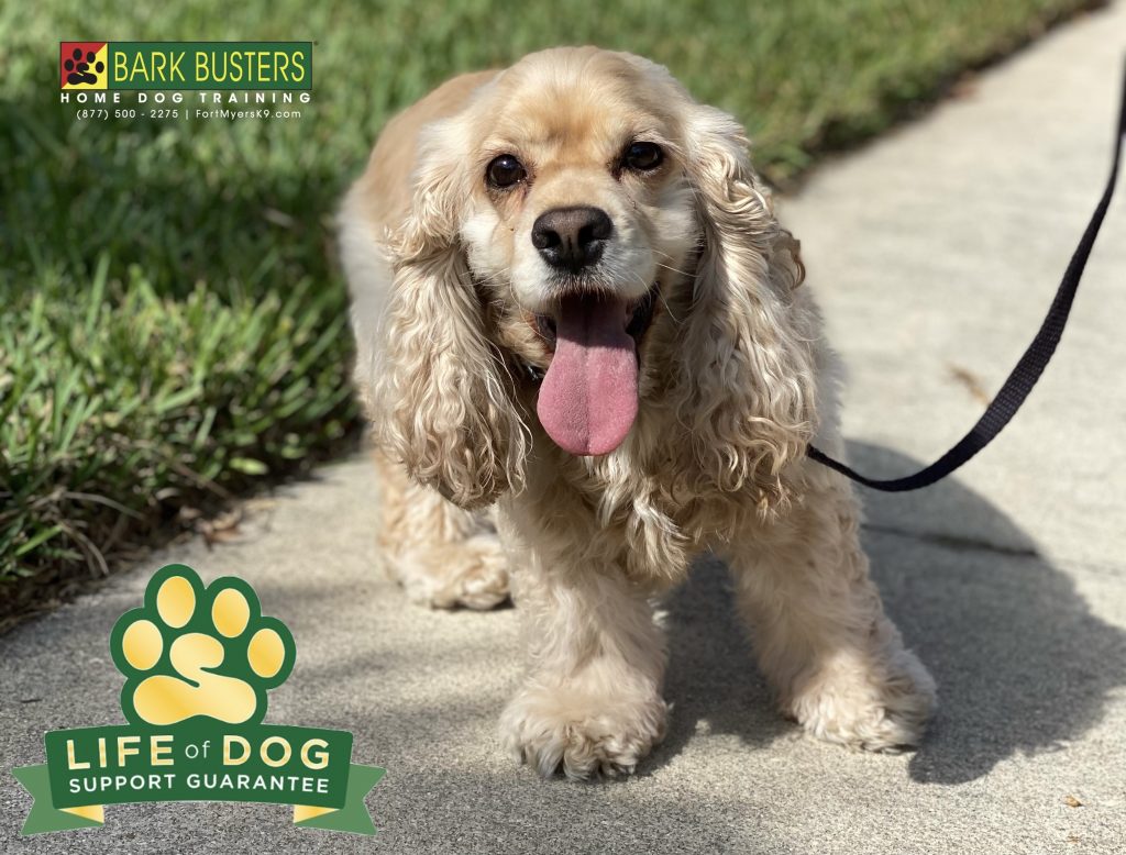 Pigeon a 3-year-old #cockerspaniel was very nervous, thinking everything was out to get her. As a result, she would bark excessively and at all things real and imagined. Well, good things happen when you #speakdogchangeyourlife ! #calusapalms #fortmyers #fortmyersk9 @fortmyersk9 fortmyersk9.com