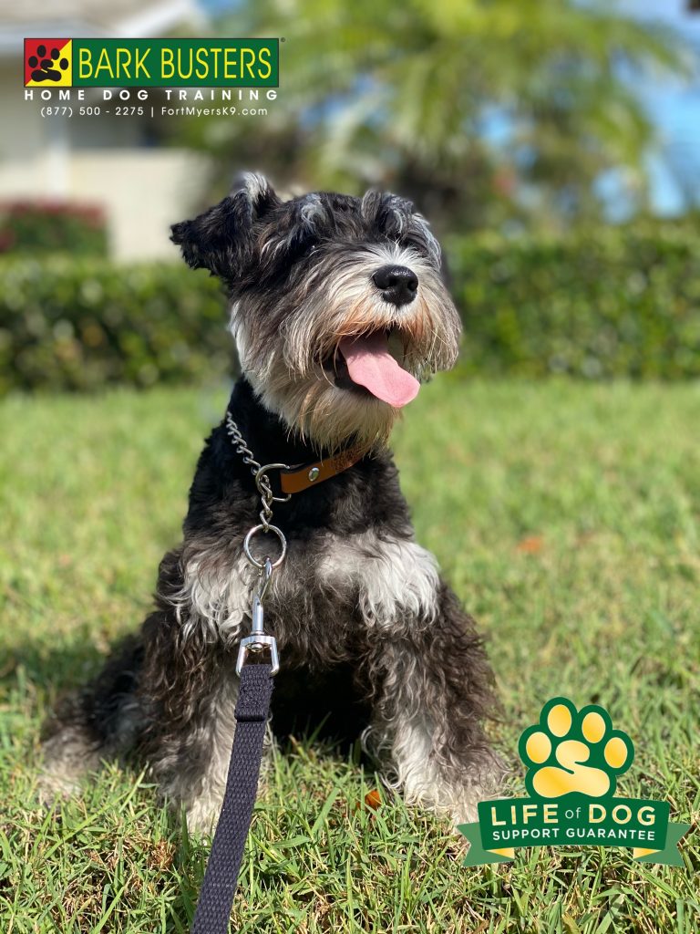Clara Bel #miniatureschnauzer puppy is enjoying early retirement from barking, jumping, nipping, mouthing and pulling on the leash. #shellpoint #fortmyersk9 #fortmyers @fortmyersk9 fortmyersk9.com