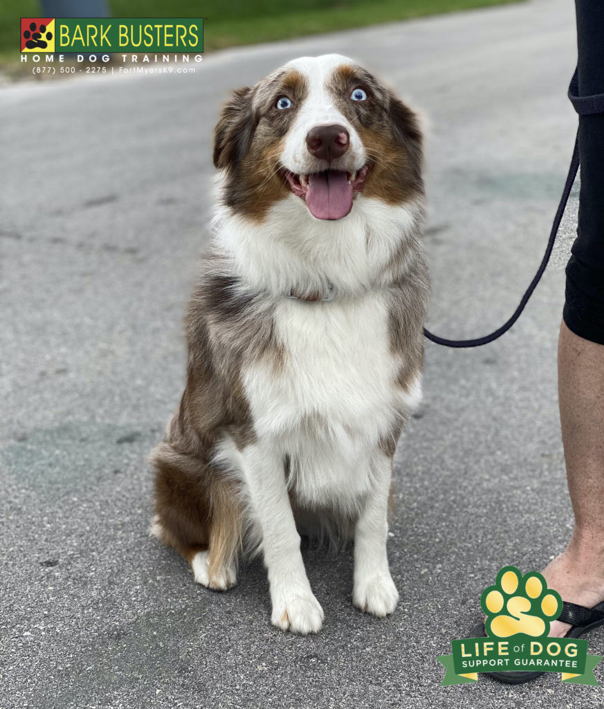 #australianshepherd learns to be calm #greenzone dog #speakdogchangeyourlife #fortmyersk9
