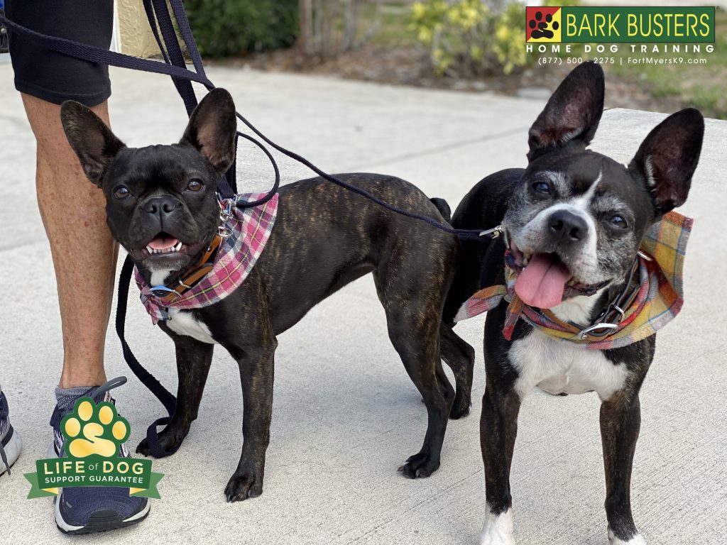 Murphy and Greta #frenchton dogs had a great lesson learning to be calm when visitors call, walking on a loose leash even with other dogs around. #speakdogchangeyourlife #parkerlakes #fortmyers#fortmyersk9 @fortmyersk9 fortmyersk9.com