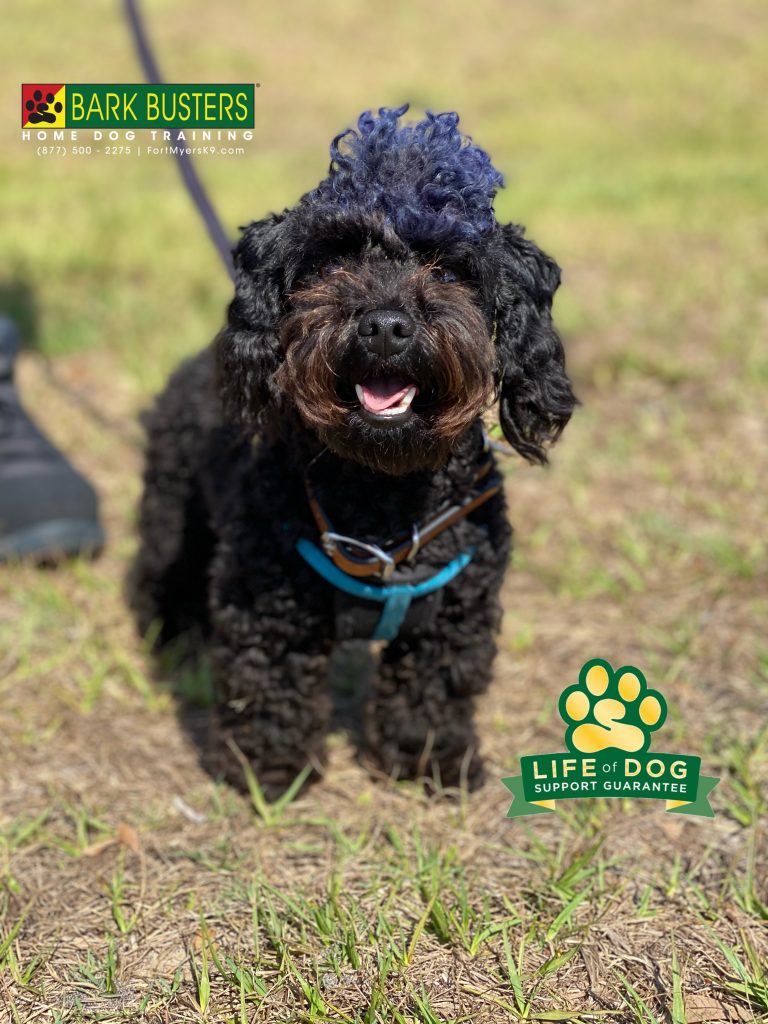 Bear #yorkiepoo was retired from guard duty and excessive leg licking duty today. #speakdogchangeyourlife #capecoral #fortmyersk9 @fortmyersk9 fortmyersk9.com