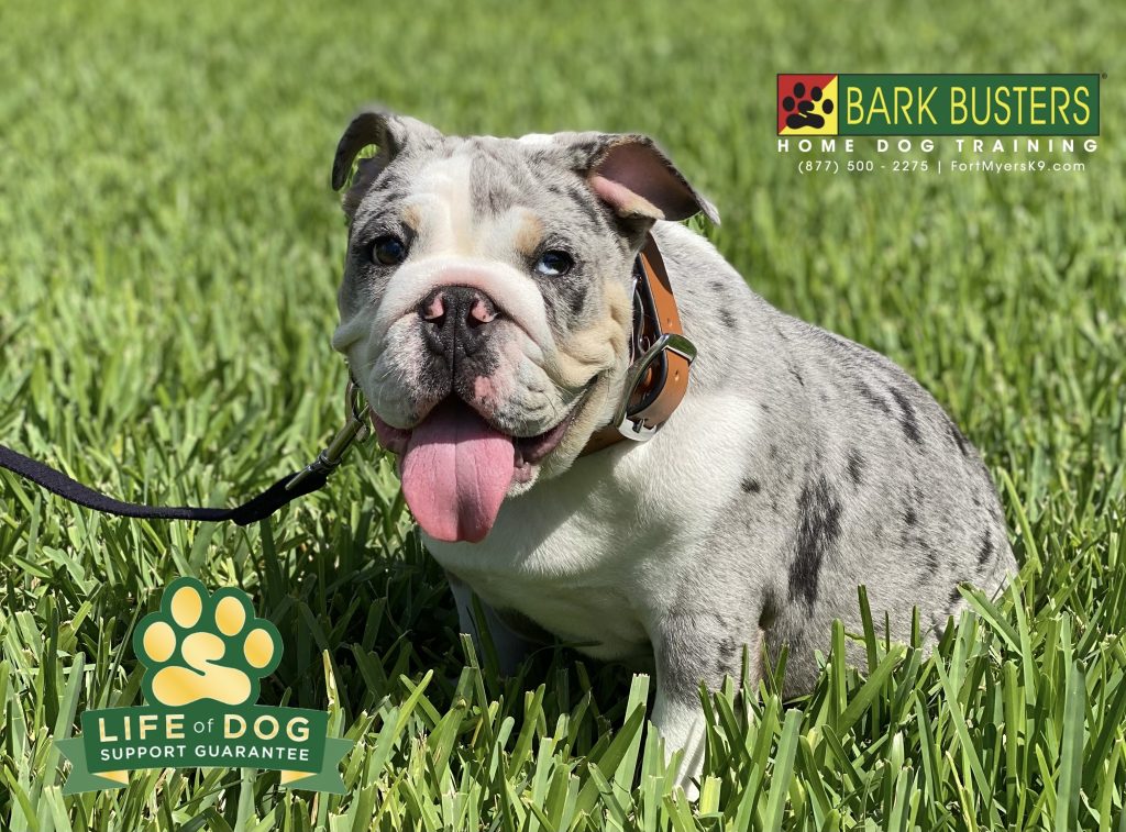 Bleu #englishbulldog is just 5-month-old and was expressing his nipping, jumping and “playfulness” a little too much. #speakdogchangeyourlife #capecoral #fortmyersk9 @fortmyersk9 fortmyersk9.com