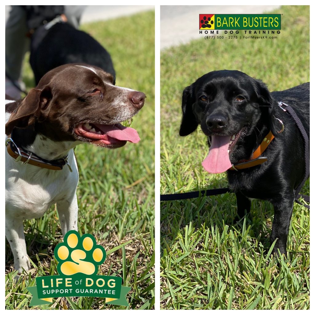 Chy and Coy are #cockapin brothers with a touch of aggression issues to go along with a lot of barking, jumping and pulling on the leash. #speakdogchangeyourlife #eaglesreserve #pultehomes #fortmyers #fortmyersk9 @fortmyersk9 fortmyersk9.com