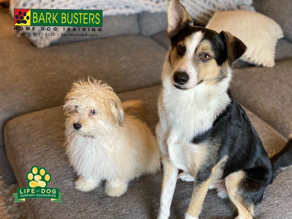 Theodore #pompoo and Red #aussiemix are learning to not bark at everything and walk on a loose leash. #speakdogchangeyourlife #fortmyersk9 @fortmyersk9 fortmyersk9.com