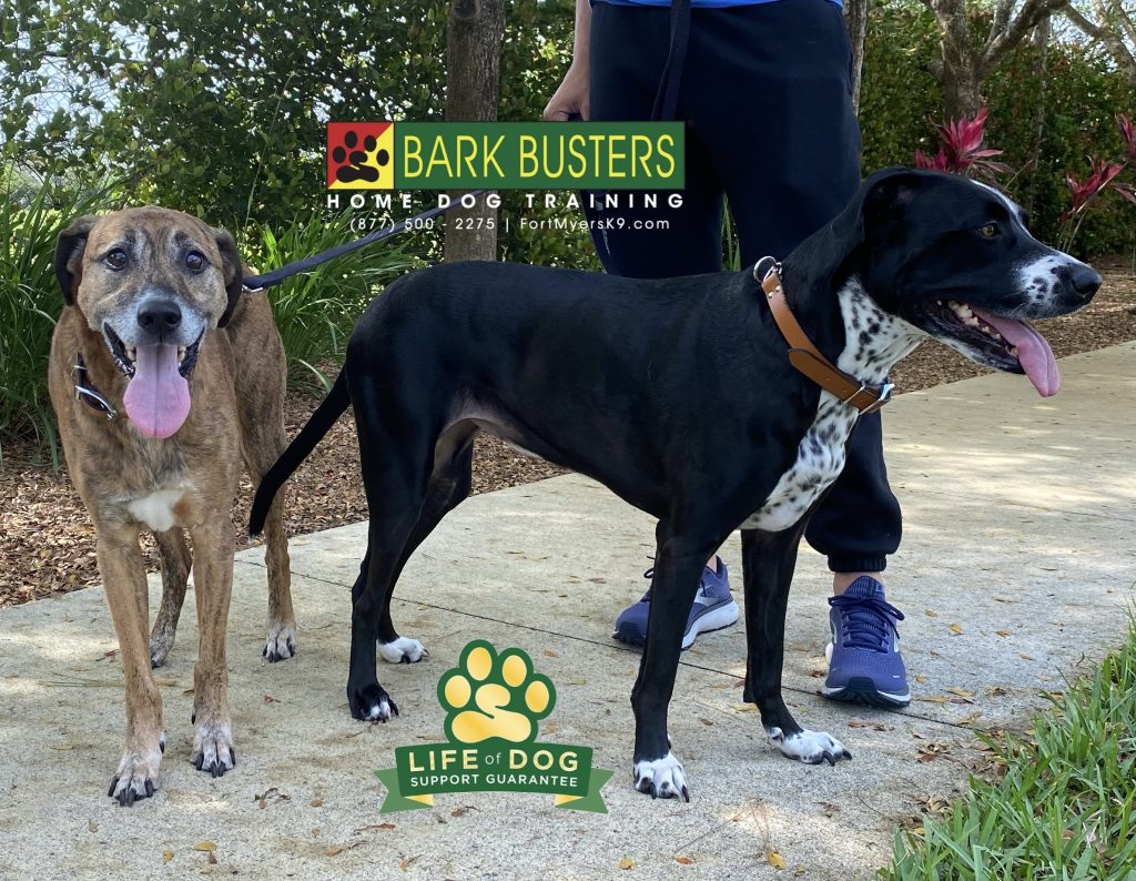 Sal #salazarslytherin #houndmix and Zoey #labmix had a great lesson today learning to chill at the front door and walk on a loose leash. No wizard if needed, any #muggle can do it when you #speakdogchangeyourlife #fortmyers #fortmyersk9 @fortmyersk9 fortmyersk9.com