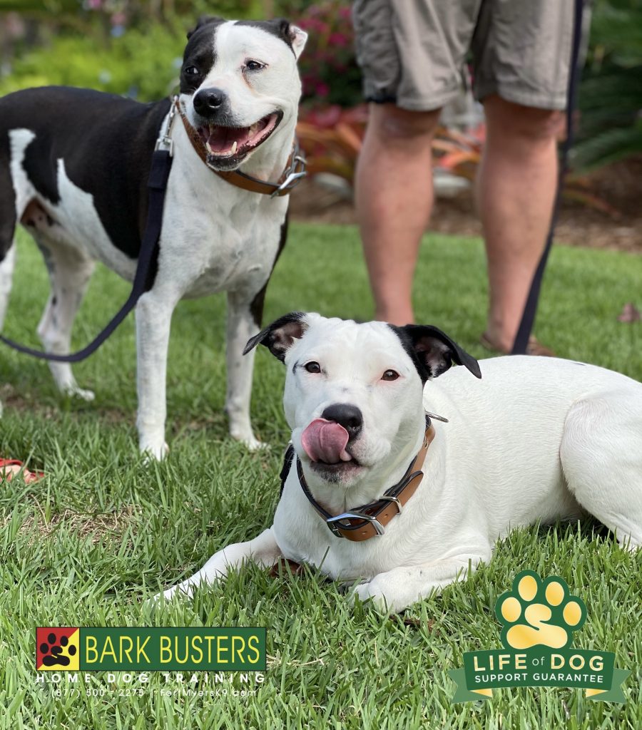 Luna and Pepper #pibblemix #sanibel #sanibelisland #sanibel #fortmyersk9 @fortmyersk9 fortmyersk9.com