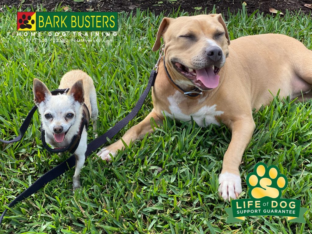 Chico #chihuahua and Ruby #labmix had a great lesson learning to not bark when the doorbell sounded. #miramarlakes #fortmyersk9 #speakdogchangeyourlife @fortmyersk9 fortmyersk9.com