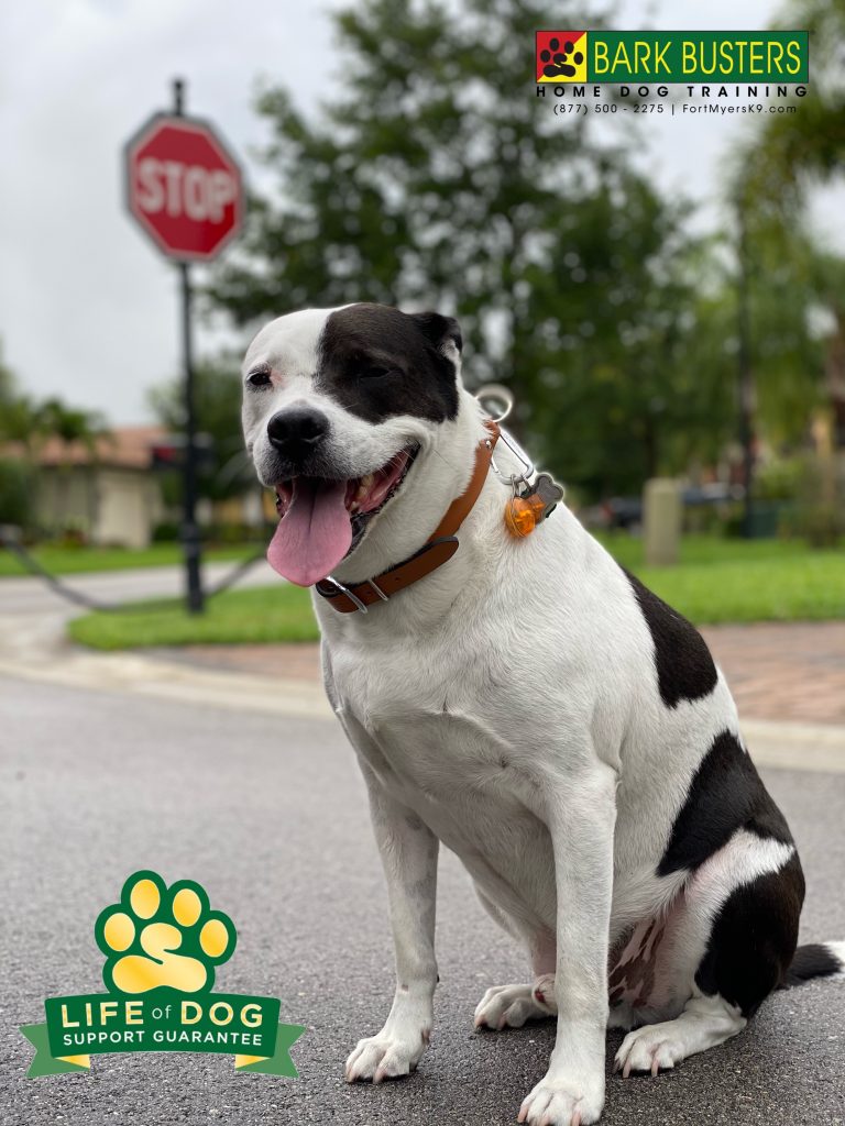 This is Moo the #pibble and we worked on proper front door manners and not pulling on the leash to make it easier on his mom who uses a scooter. #speakdogchangeyourlife #gateway #hamptonpark #fortmyersk9 @fortmyersk9 fortmyersk9.com