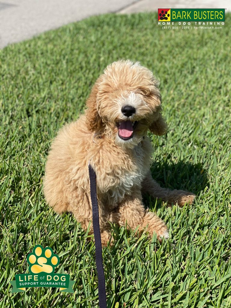 Teddy a 4-month-old #cockapoo is off to a great start and his parents are thrilled the jumping and nipping are a thing of the past! #speakdogchangeyourlife #capecoral #fortmyersk9 @fortmyersk9 fortmyersk9.com