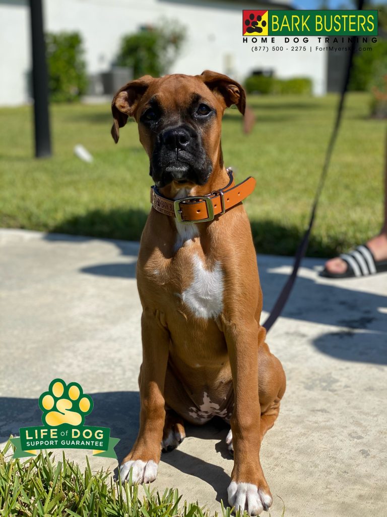 Trudy a 4-month-old #boxer had a great lesson today learning to walk on a loose leash, not jump up unless invited. Amazing how much she picked up. #plantationcountryclub #fortmyers #fortmyersk9 #speakdogchangeyourlife @fortmyersk9 fortmyersk9.com