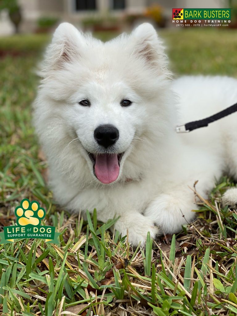 Koda #samoyed #speakdogchangeyourlife #stoneybrookatgateway #fortmyers #fortmyersk9 @fortmyersk9 fortmyersk9.com