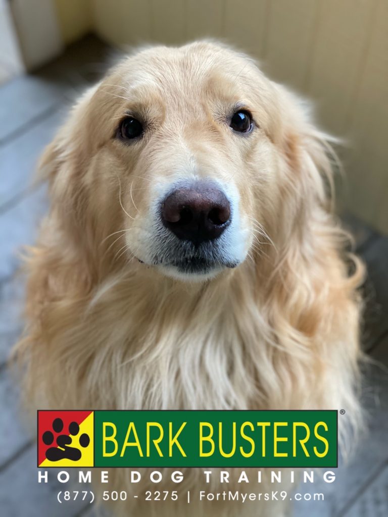 Chances R #goldenretriever had a great lesson today learning boundaries, not eating the trainer’s hat, and walking on a loose leash. #speakdogchangeyourlife #bokeelia #fortmyersk9 @fortmyersk9 fortmyersk9.com