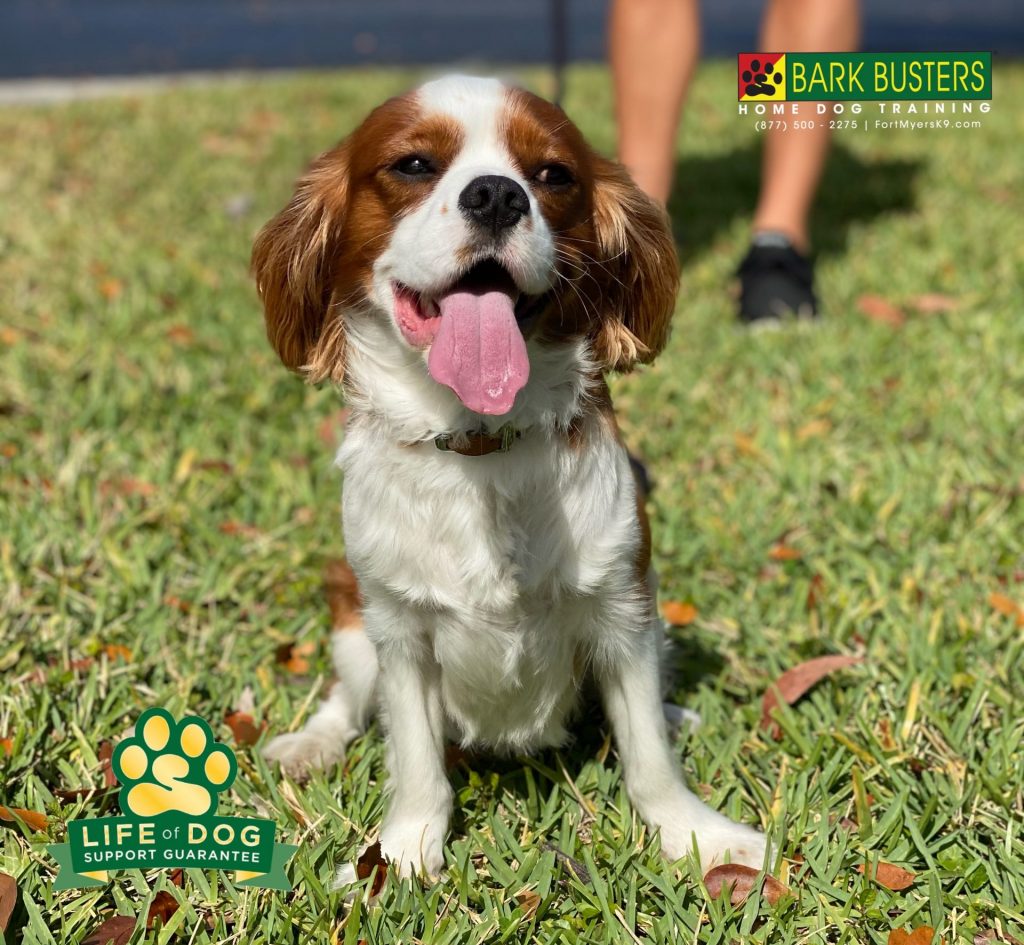 #cavalierkingcharlesspaniel