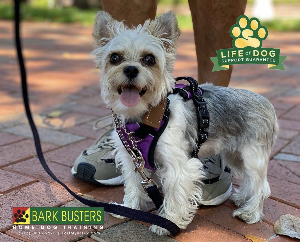 Peanut the #yorkie #yorkshireterrier had a great lesson today. Learning to walk properly and be respectful when company comes to visit. #thelandings #fortmyers #speakdogchangeyourlife #fortmyersk9 @fortmyersk9 fortmyersk9.com