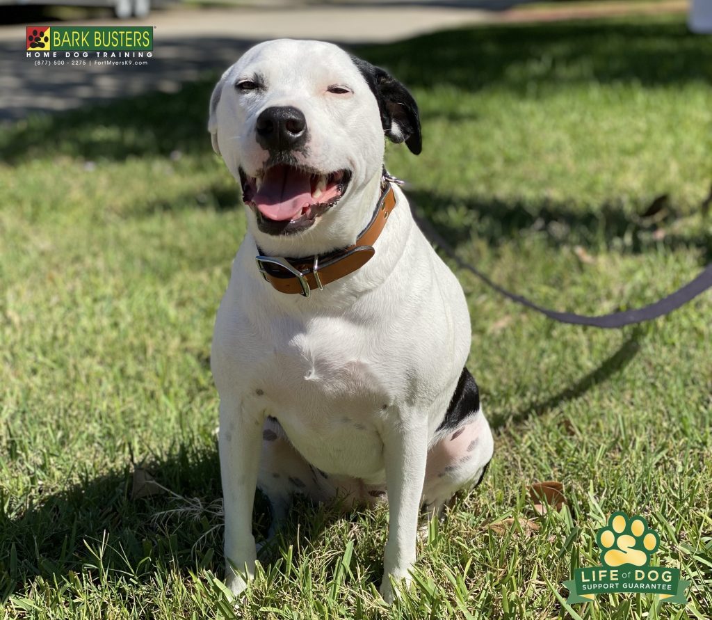 Sophia a 3-year-old #dalmatianmix had a great lesson today. No more barking and excessive excitement when the doorbell rings and no more pulling and lunging when on a walk. #whiskeycreek #fortmyers #speakdogchangeyourlife #fortmyersk9 @fortmyersk9 fortmyersk9.com