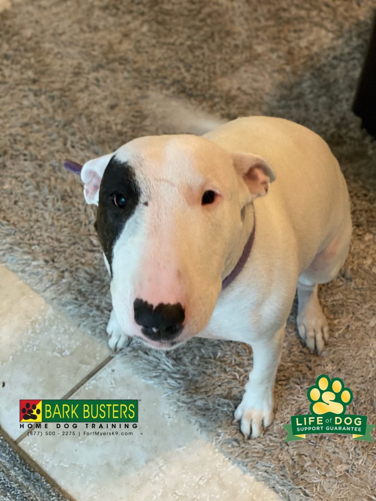 Eli is a wonder 4-year-old #englishbullterrier and she learned to not answer the door or pull on the leash today. #speakdogchangeyourlife #fortmyers #fortmyersk9 @fortmyersk9 fortmyersk9.com