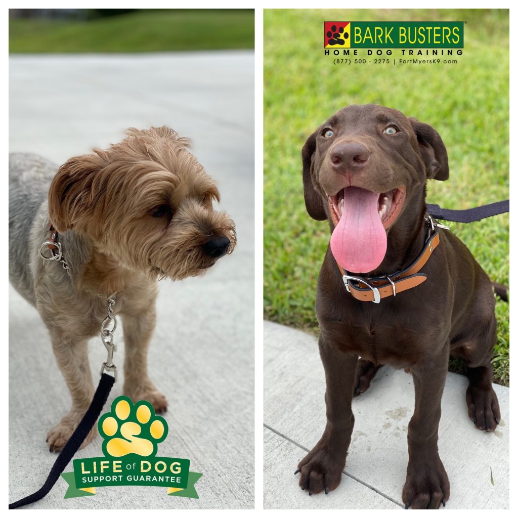 Marley #silky #silkyterrier and 4-month-old Piper are living more harmoniously. #speakdogchangeyourlife #capecoral #fortmyersk9 @fortmyersk9 fortmyersk9.com