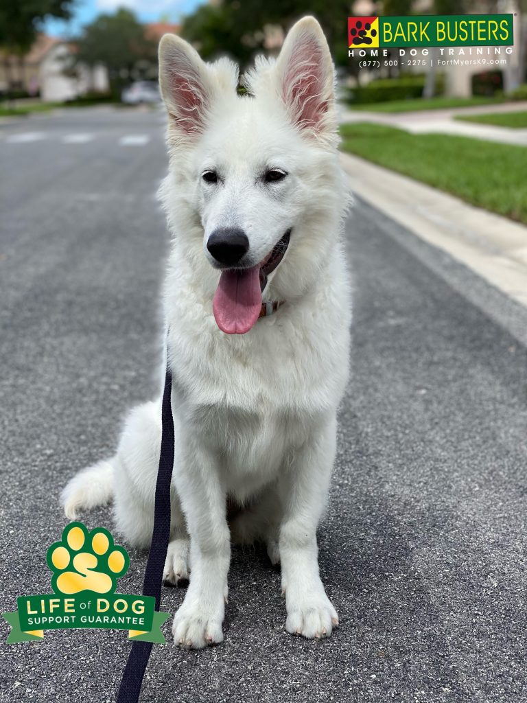 Shelby is a 6-month-old #whiteswissshepherd was climbing on counters and pulling like a sled dog but that all stopped today in one lesson. #speakdogchangeyourlife #emersonsquare #fortmyers #fortmyersk9 @fortmyersk9 fortmyersk9.com