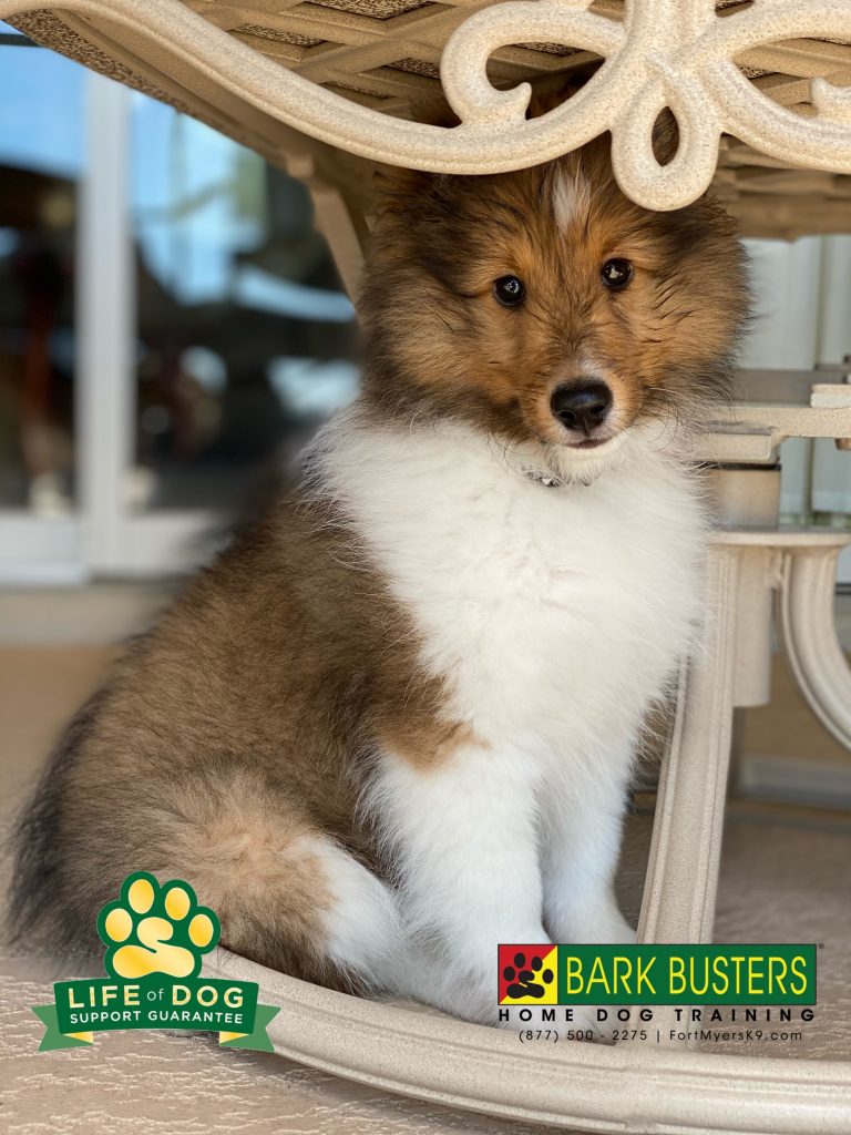 Laddie Boy #shetlandsheepdog is just 11-weeks-old and off to a great start and his mom is grateful her flip flops are now safe. #speakdogchangeyourlife #fortmyers #fortmyersk9 @fortmyersk9 fortmyersk9.com
