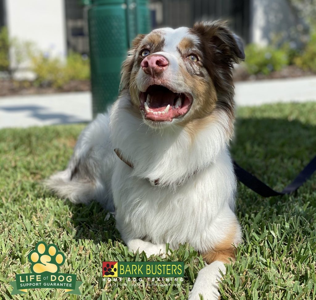 Charlie a 1-year-old #miniaussie #miniatureaustralianshepherd had a great lesson today learning to be calm, not jump or counter surf and to walk on a loose leash. #miromarlakes #fortmyers #fortmyersk9 #speakdogchangeyourlife @fortmyersk9 fortmyersk9.com